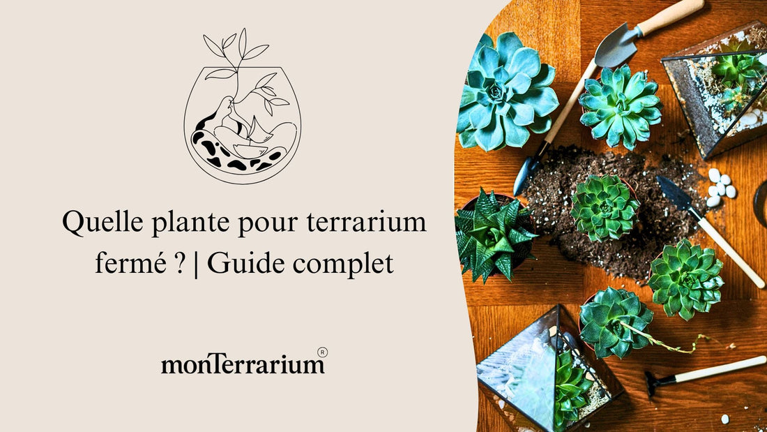 Quelle plante pour terrarium fermé ? | Guide complet