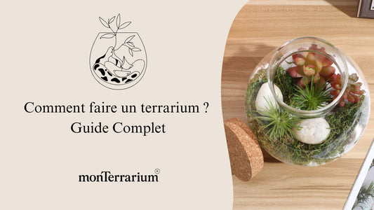 Comment faire un terrarium ? | Guide Complet