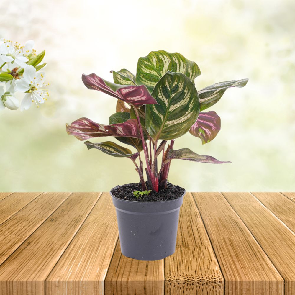 Plante Terrarium | Calathea Makoyana