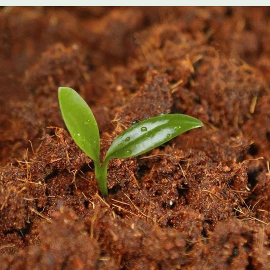 Bloc Coco Naturel 600g | Substrat Terrarium Haute Absorption