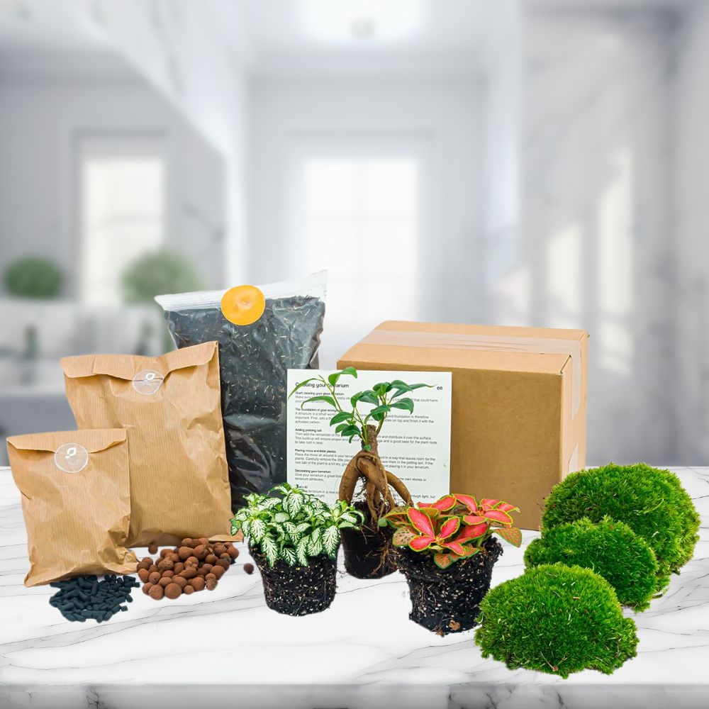 Kit Terrarium 3 Plantes | Bonsaï, Fittonia, Substrat