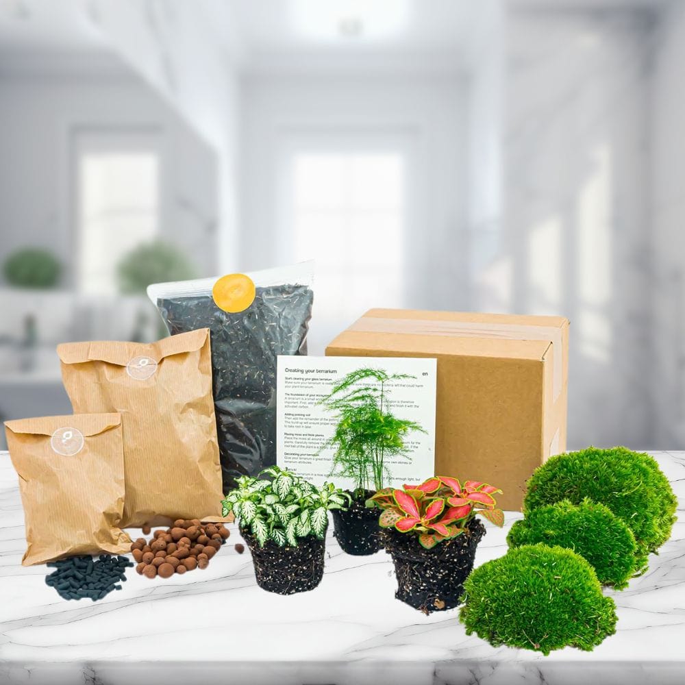 Kit Terrarium 3 Plantes | Asparagus, Fittonia, Substrat