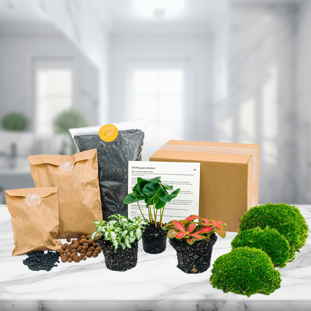 Kit Terrarium 3 Plantes | Coffea Arabica, Fittonia, Substrat
