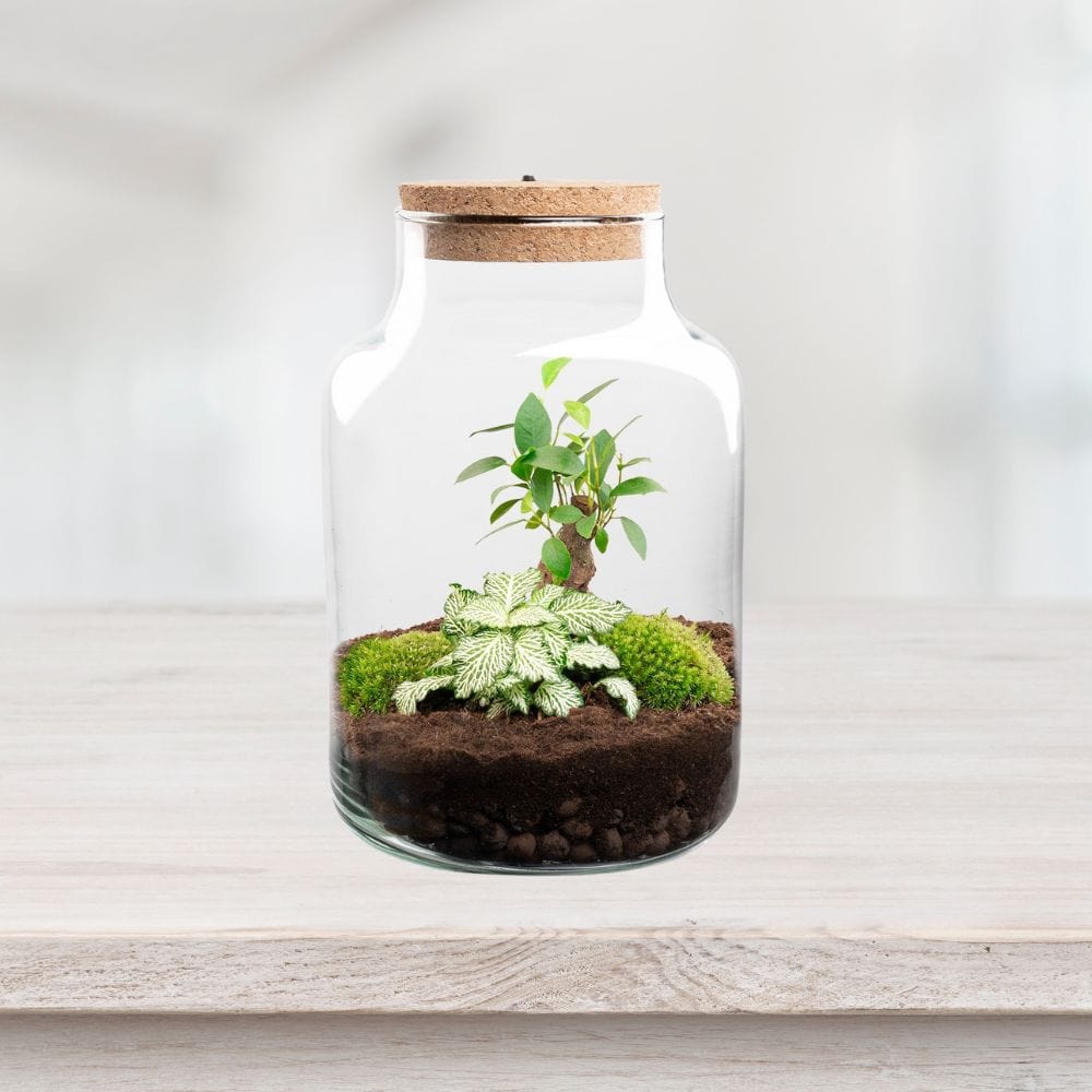 Bonsaï & Fittonia "White Tiger" Kit Terrarium | Bocal, 2 Plantes, Substrat