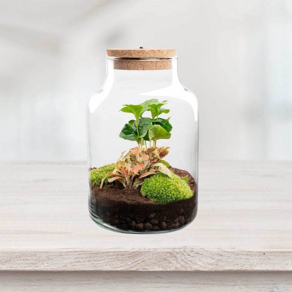Fittonia Rouge & Coffea Arabica Kit Terrarium | Bocal, 2 Plantes, Substrat
