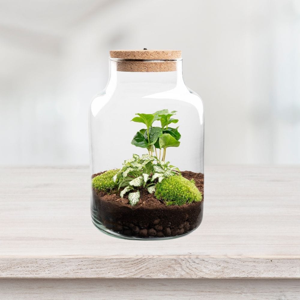 Fittonia "White Tiger" & Coffea Arabica Kit Terrarium | Bocal, 2 Plantes, Substrat