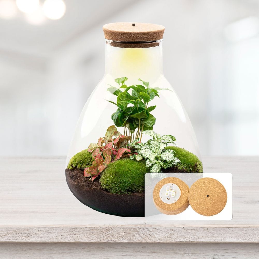 Kit Terrarium Fermé LED | Coffea & Fittonia