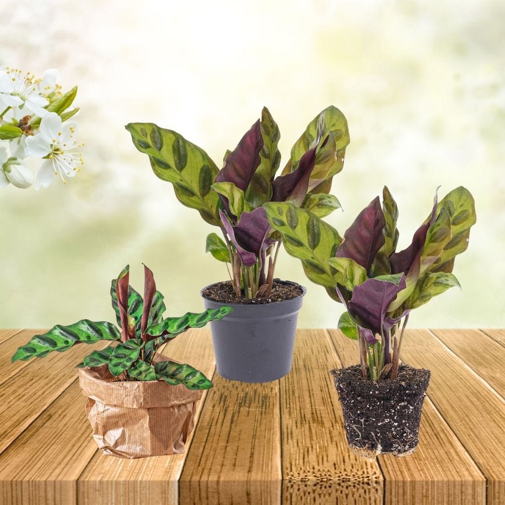 Plante Terrarium | Calathea Lancifolia