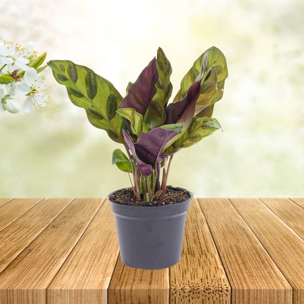 Plante Terrarium | Calathea Lancifolia