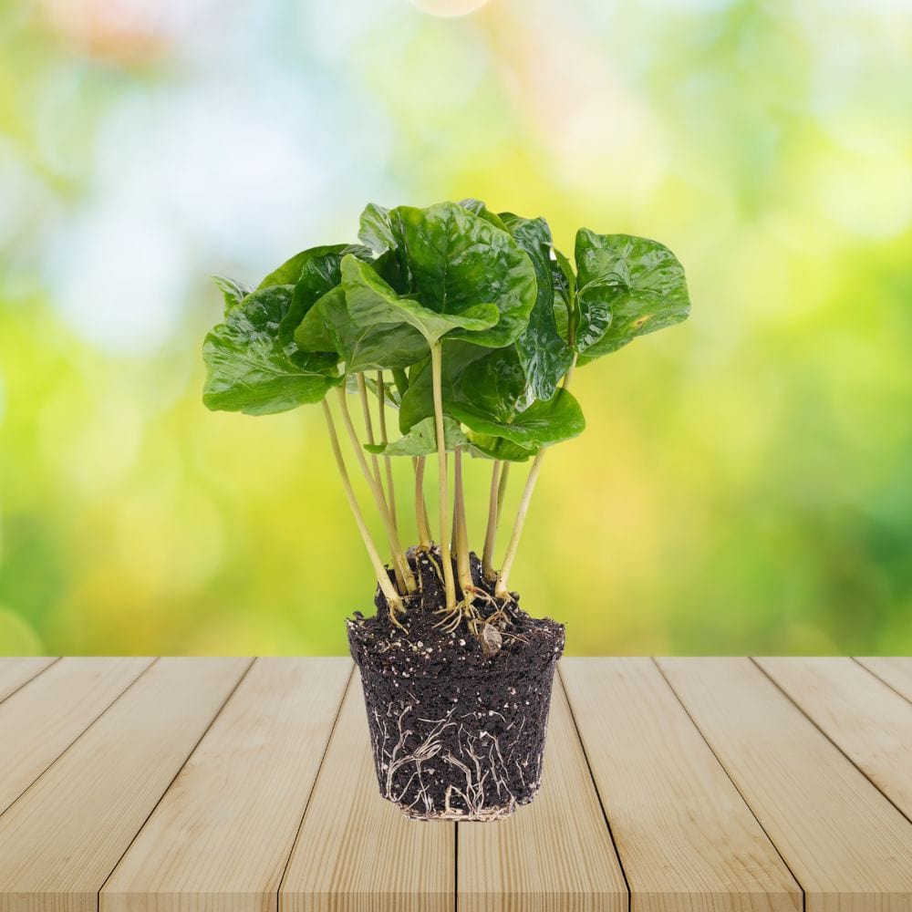 Plante Terrarium | Coffea Arabica