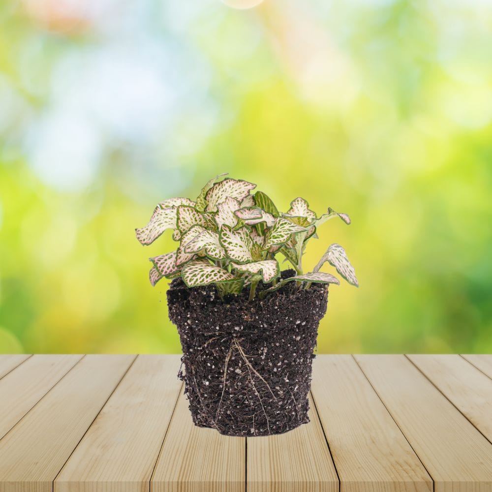 Plante Terrarium | Fittonia Pink Tiger