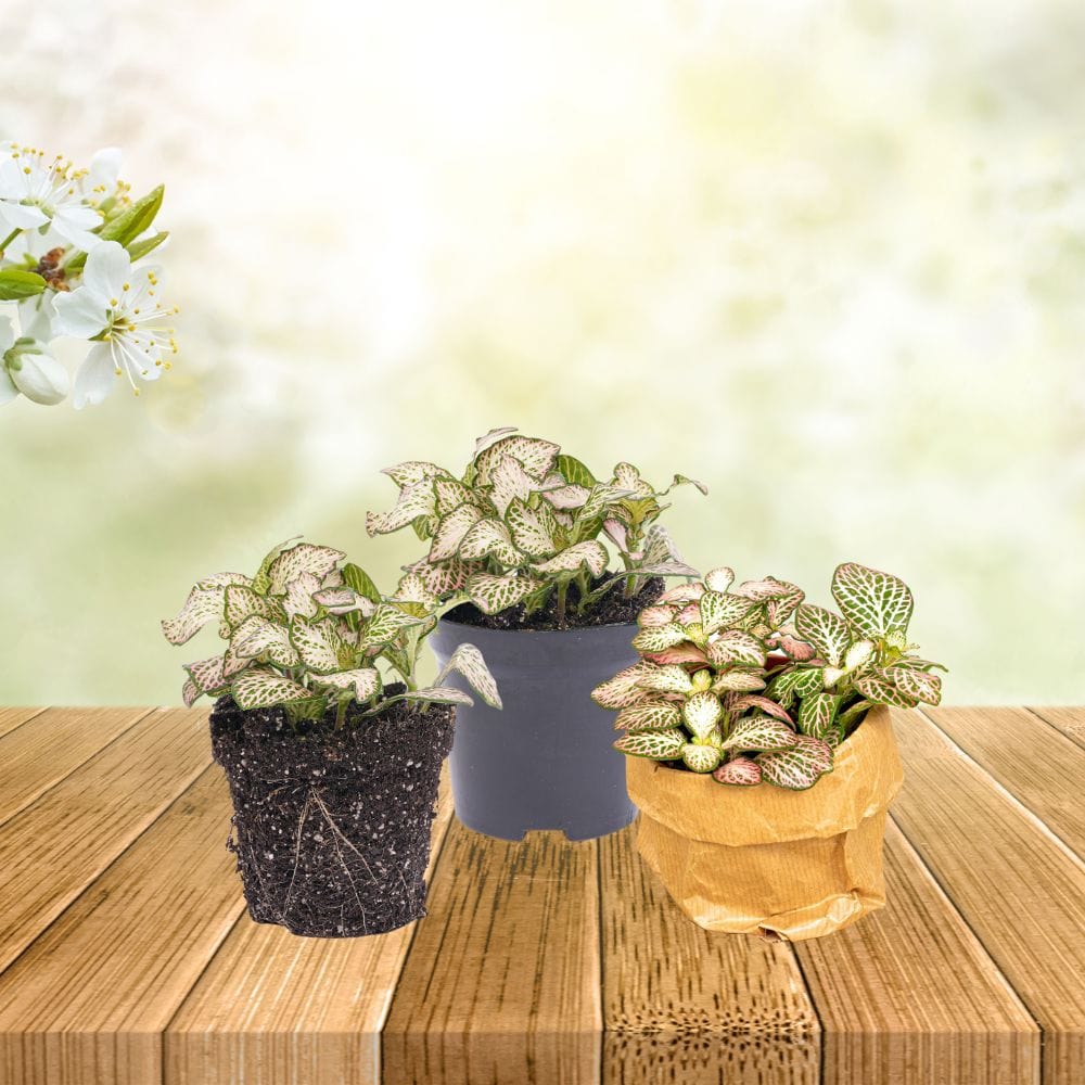 Plante Terrarium | Fittonia Pink Tiger