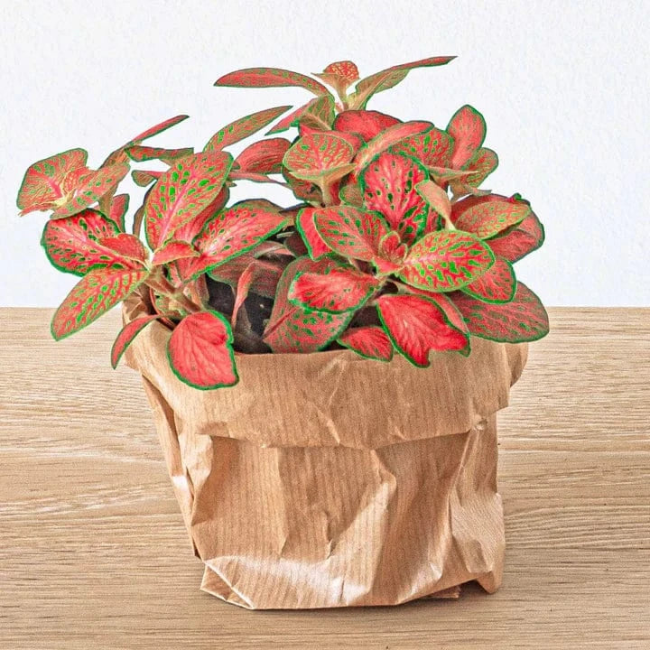 Plante Terrarium | Fittonia Ruby Lime