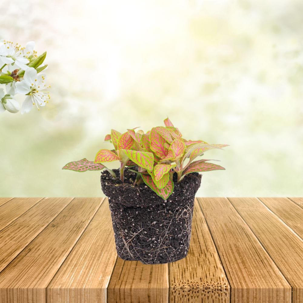 Plante Terrarium | Fittonia Ruby Lime