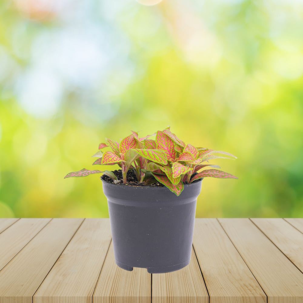 Plante Terrarium | Fittonia Ruby Lime