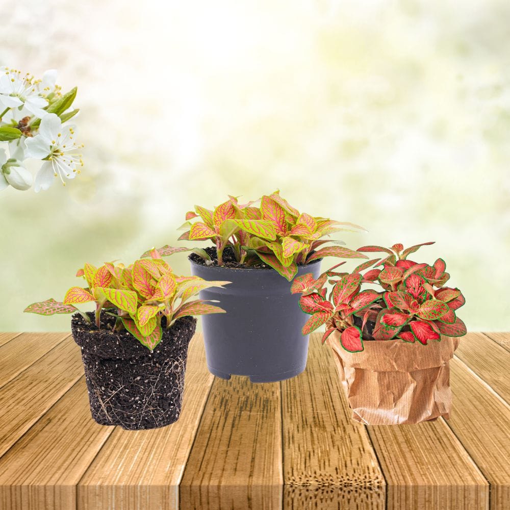 Plante Terrarium | Fittonia Ruby Lime