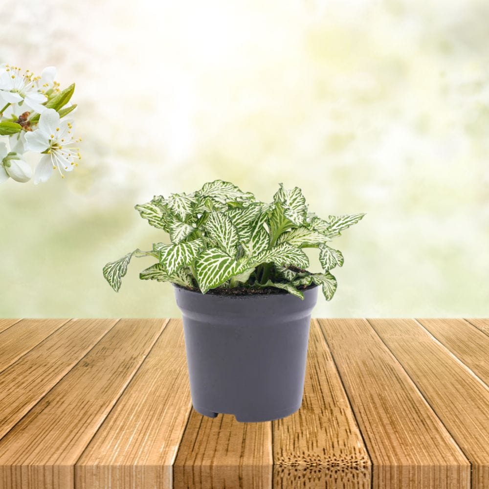 Plante Terrarium | Fittonia White Tiger
