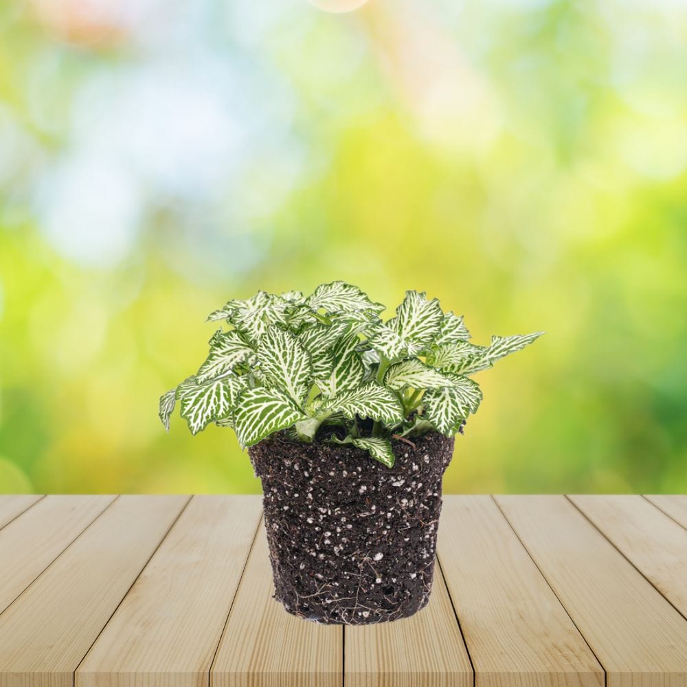 Plante Terrarium | Fittonia White Tiger