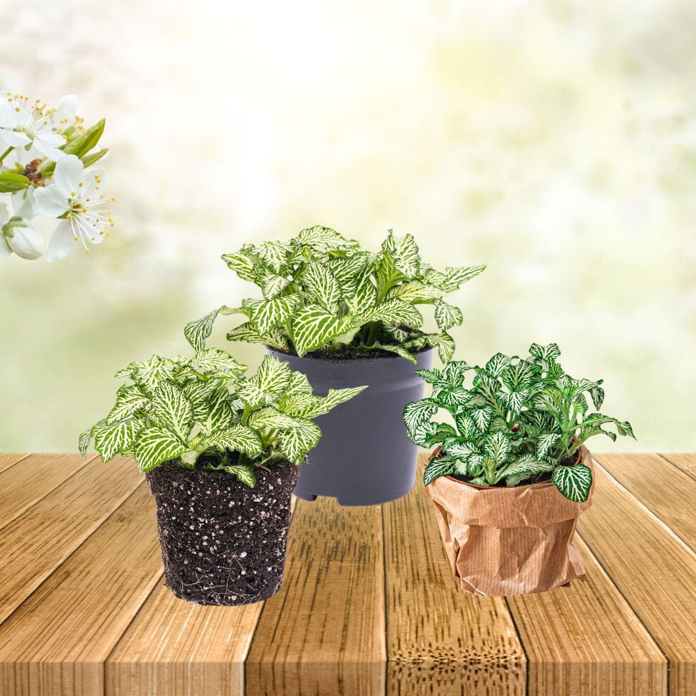 Plante Terrarium | Fittonia White Tiger