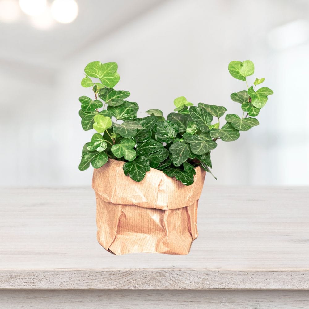 Plante Terrarium | Hedera Helix