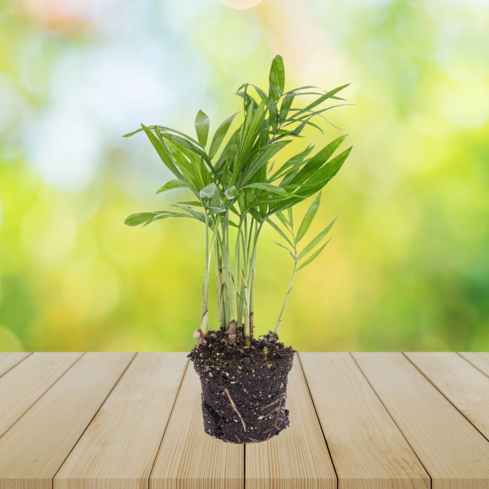 Plante Terrarium | Mini-Palmier Chamaedorea Elegans