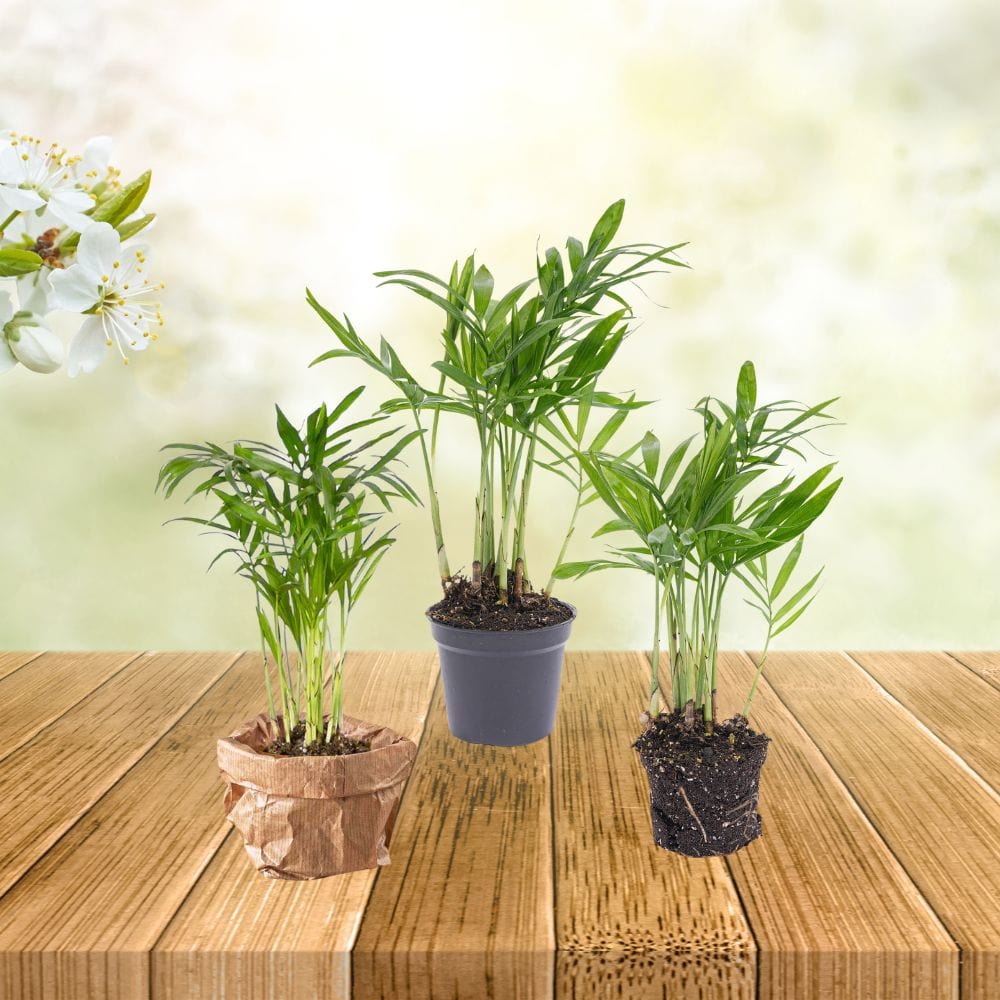 Plante Terrarium | Mini-Palmier Chamaedorea Elegans