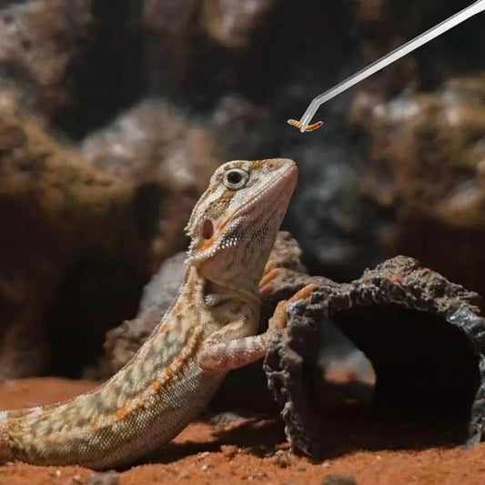 Set 2 Pinces 27 cm Inox | Anti-Morsure Alimentation Reptile