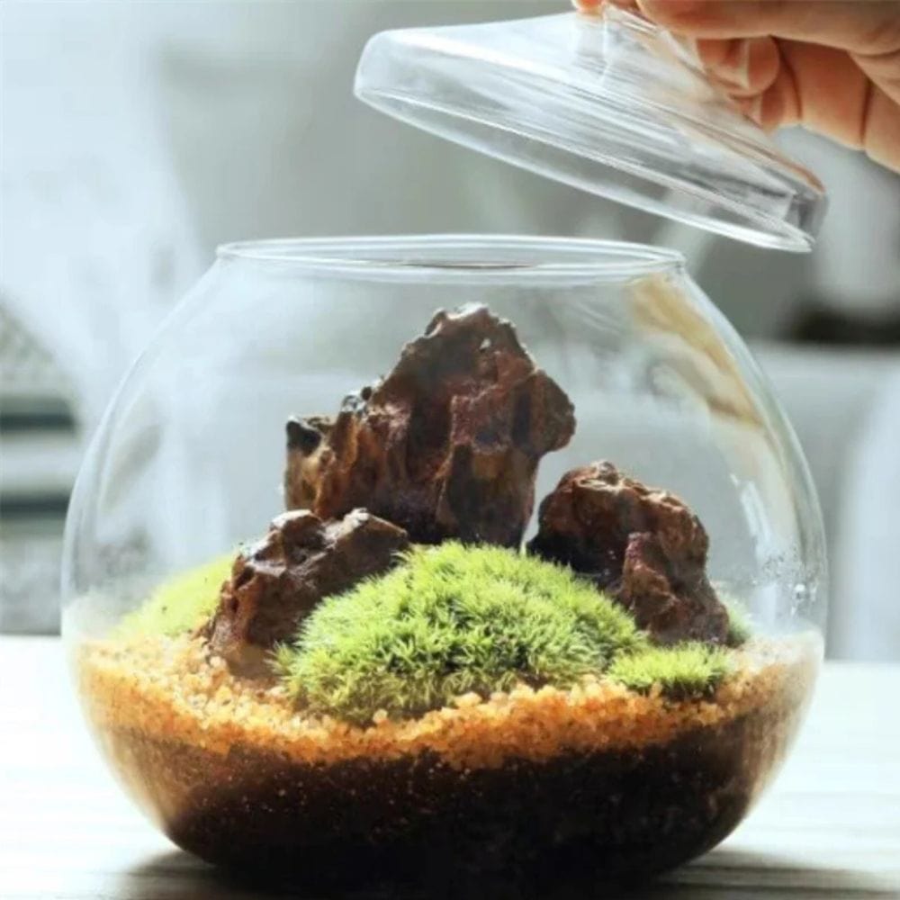 Terrarium Plante | Bocal Rond en Verre avec Couvercle