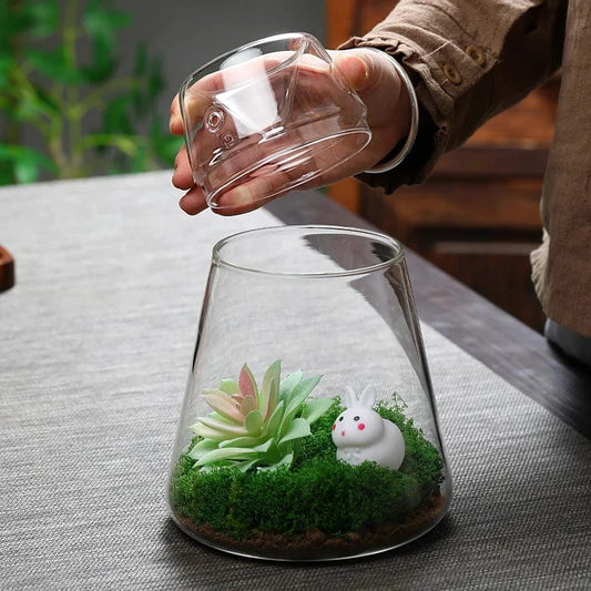 Terrarium Plante | Bocal Transparent Design