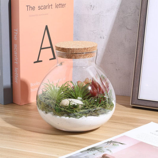 Terrarium Plante | Jarre en Verre Transparent Design