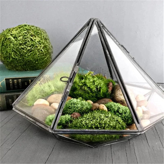 Terrarium Plante | Verrerie Géométrique Design
