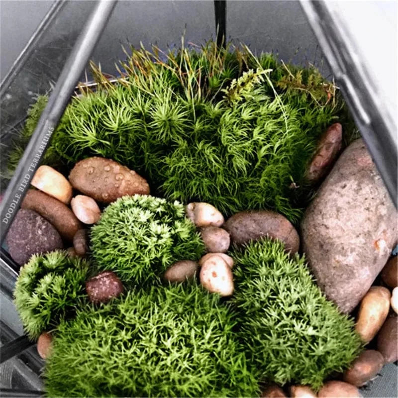 Terrarium Plante | Verrerie Géométrique Design