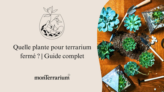 Quelle plante pour terrarium fermé ? | Guide complet