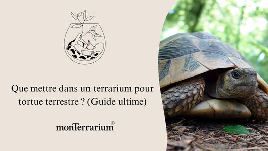 Que mettre dans un terrarium pour tortue terrestre ? (Guide ultime)