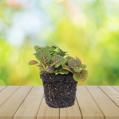 Plante Terrarium | Fittonia Bubble Red