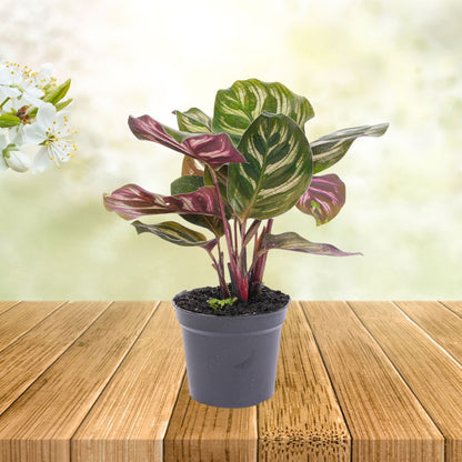 Plante Terrarium | Calathea Makoyana