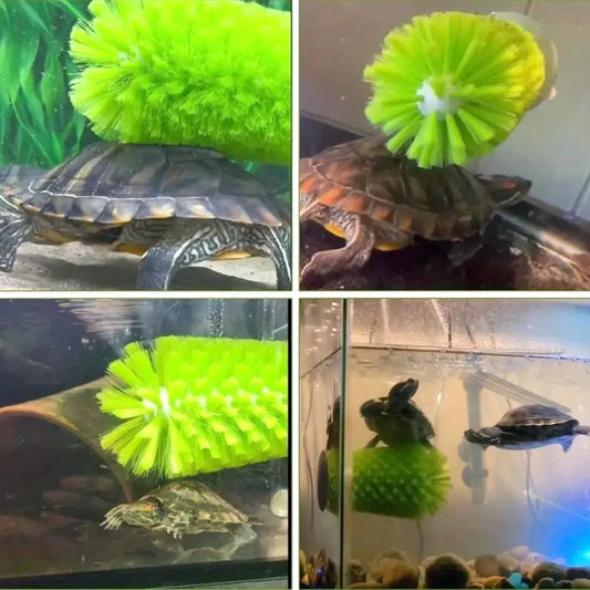 Brosse pour Tortue | Outil Exfoliant Fixation à Ventouse