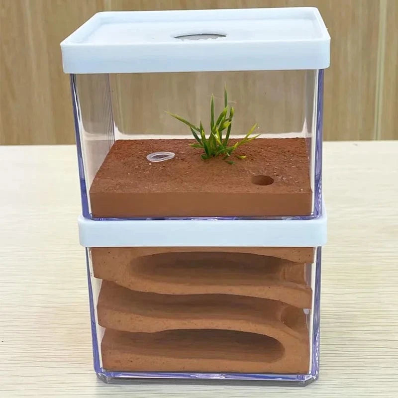 Fourmilière Plâtre Naturel | 10x8x16cm Zone Sèche et Humide