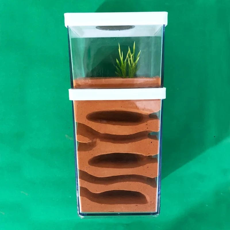 Fourmilière Plâtre Naturel | 10x8x23cm Zone Sèche et Humide