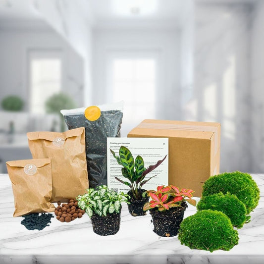Kit Terrarium 3 Plantes | C. lancifolia, Fittonia, Substrat