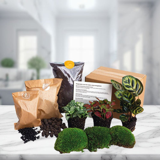 Kit Terrarium 3 Plantes | C. Makoyana, Fittonia, Substrat