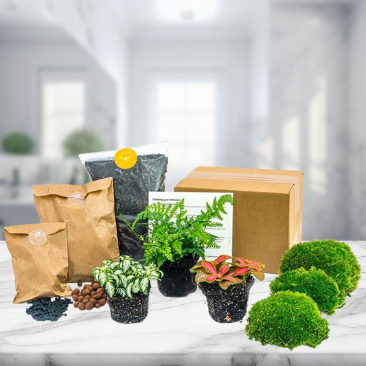 Kit Terrarium 3 Plantes | Fougère, Fittonia, Substrat