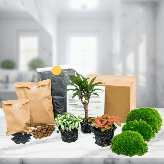 Kit Terrarium 3 Plantes | Palmier, Fittonia, Substrat