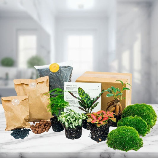Kit Terrarium 5 Plantes | Bonsaï, Calathea, Asparagus