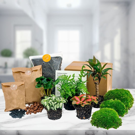 Kit Terrarium 5 Plantes | Coffea Arabica, Palmier, Fougère