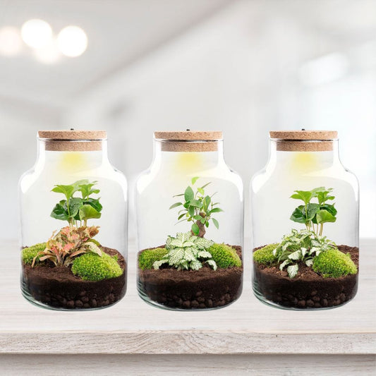 Kit Terrarium | Bocal, 2 Plantes, Substrat