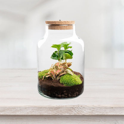 Fittonia Rouge & Coffea Arabica Kit Terrarium | Bocal, 2 Plantes, Substrat