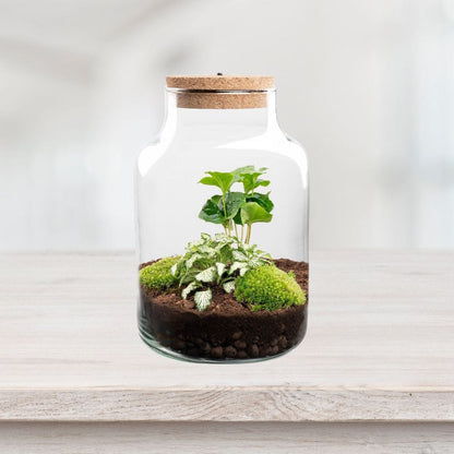 Fittonia "White Tiger" & Coffea Arabica Kit Terrarium | Bocal, 2 Plantes, Substrat