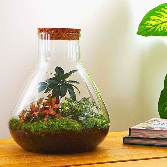 Kit Terrarium Fermé | Bonsaï, Fittonia & Fougère