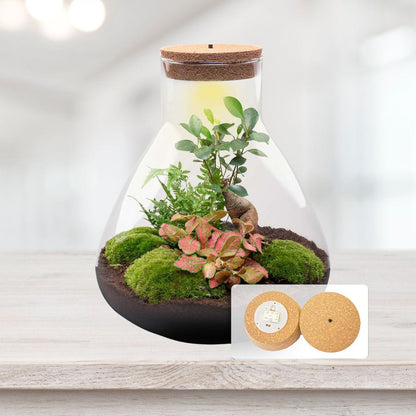 LED Kit Terrarium Fermé | Bonsaï, Fittonia & Fougère